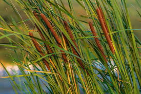 Attēlu rezultāti vaicājumam “Typha angustifolia  leaf”