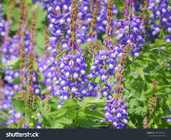 Attēlu rezultāti vaicājumam “Galega orientalis flower”