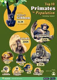Attēlu rezultāti vaicājumam “Primates”