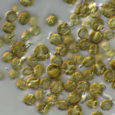 Attēlu rezultāti vaicājumam “Chaenotheca ferruginea”