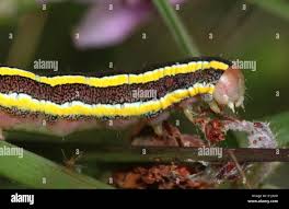 Attēlu rezultāti vaicājumam “Ceramica pisi larva”