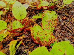 Attēlu rezultāti vaicājumam “Leocarpus fragilis stalked”