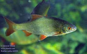 Image result for Rutilus rutilus