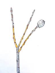 Attēlu rezultāti vaicājumam “Rabdophaga degeeri”