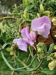 Image result for Lathyrus odoratus