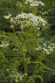 Image result for Chaerophyllum aureum