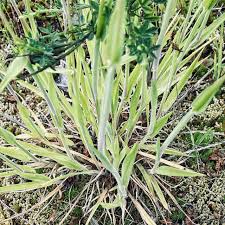 Attēlu rezultāti vaicājumam “Holcus lanatus”