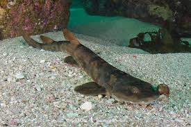 Image result for Haploblepharus pictus