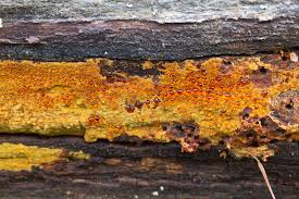 Attēlu rezultāti vaicājumam “Crustoderma dryinum”