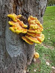 Attēlu rezultāti vaicājumam “Laetiporus sulphureus”