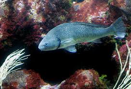 Image result for Umbrina cirrosa