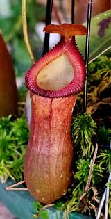 Attēlu rezultāti vaicājumam “Edwardsiana geometrica”