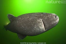 Image result for Somniosus microcephalus