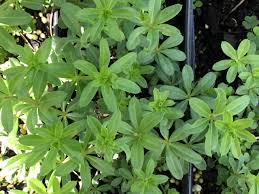 Attēlu rezultāti vaicājumam “Galium trifidum”