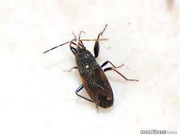 Attēlu rezultāti vaicājumam “Eremocoris plebejus”