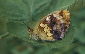 Attēlu rezultāti vaicājumam “Brenthis daphne”