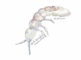 Attēlu rezultāti vaicājumam “Collembola”