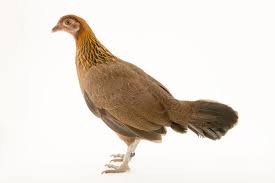 Attēlu rezultāti vaicājumam “Gallus”