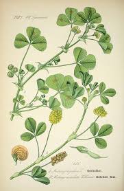 Attēlu rezultāti vaicājumam “Medicago lupulina”