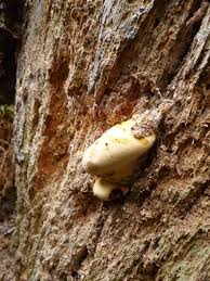 Attēlu rezultāti vaicājumam “Buglossoporus quercinus”