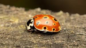 Attēlu rezultāti vaicājumam “Anatis ocellata”