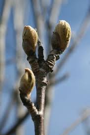 Attēlu rezultāti vaicājumam “Sorbus aucuparia bud”