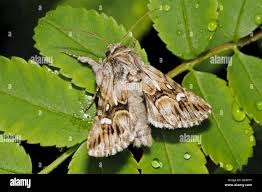 Attēlu rezultāti vaicājumam “Calophasia lunula larva”
