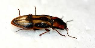 Attēlu rezultāti vaicājumam “Selatosomus cruciatus”