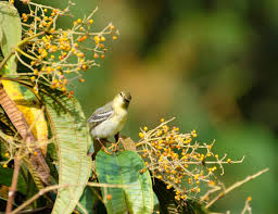 Image result for Dendroica castanea