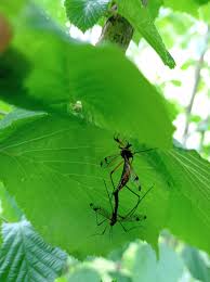 Attēlu rezultāti vaicājumam “Dictenidia bimaculata male”