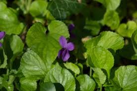 Attēlu rezultāti vaicājumam “Viola odorata leaf”