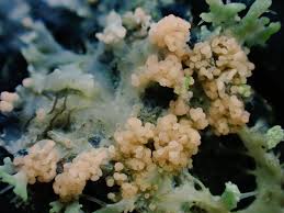 Attēlu rezultāti vaicājumam “Erythricium aurantiacum”