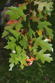 Attēlu rezultāti vaicājumam “Quercus rubra”