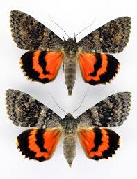 Attēlu rezultāti vaicājumam “Catocala sponsa”