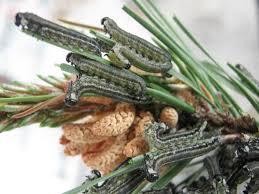 Attēlu rezultāti vaicājumam “Nematus ribesii larva”