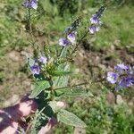 Attēlu rezultāti vaicājumam “Veronica anagallis-aquatica fruit”