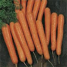 Attēlu rezultāti vaicājumam “Daucus carota subsp. carota fruit”