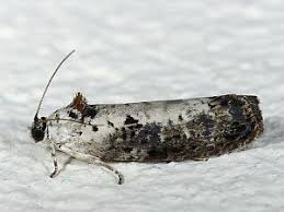 Attēlu rezultāti vaicājumam “Hedya salicella”