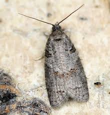 Attēlu rezultāti vaicājumam “Eana incanana”