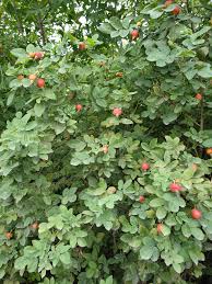 Attēlu rezultāti vaicājumam “Rosa glabrifolia”