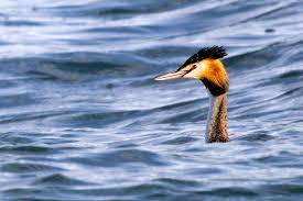 Attēlu rezultāti vaicājumam “Podiceps cristatus”