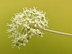 Image result for Angelica silvestris