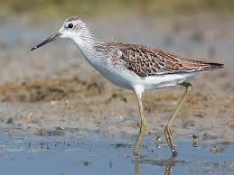 Attēlu rezultāti vaicājumam “Tringa stagnatilis”