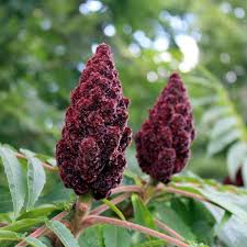 Attēlu rezultāti vaicājumam “Rhus typhina flower”