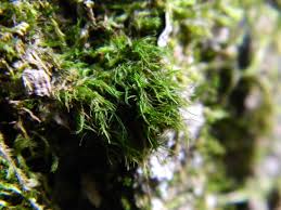 Attēlu rezultāti vaicājumam “Dicranum viride”