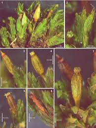 Attēlu rezultāti vaicājumam “Orthotrichum patens sporophyte”