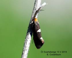 Attēlu rezultāti vaicājumam “Incurvariidae”