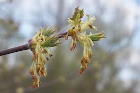 Attēlu rezultāti vaicājumam “Acer negundo bud”