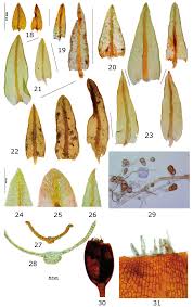 Attēlu rezultāti vaicājumam “Didymodon rigidulus sporophyte”