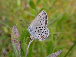 Attēlu rezultāti vaicājumam “Vacciniina optilete”